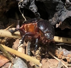 Xyloryctes jamaicensis