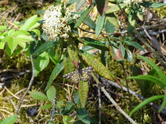 Epelis truncataria