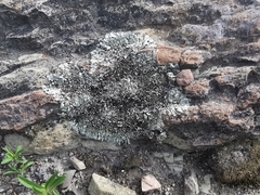 Xanthoparmelia incerta