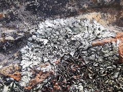 Xanthoparmelia incerta