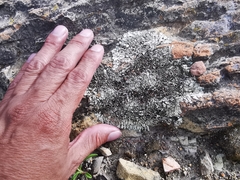 Xanthoparmelia incerta