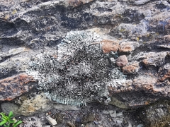 Xanthoparmelia incerta