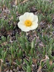 Dryas octopetala