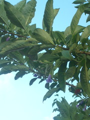 Eriolarynx australis