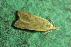 Dichomeris limosellus