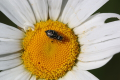 Heliophanus flavipes