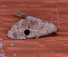 Abablemma brimleyana