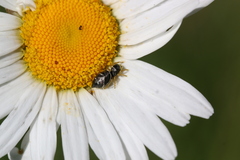 Heliophanus flavipes