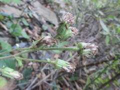 Rugelia nudicaulis