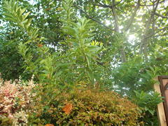 Eriolarynx australis