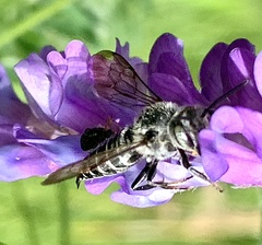 Boreocoelioxys