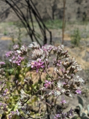 Acourtia microcephala