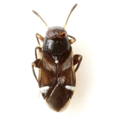 Lidopus heidemanni