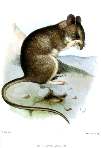 Eastern Broad-toothed Field Mouse