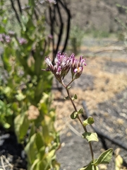 Acourtia microcephala