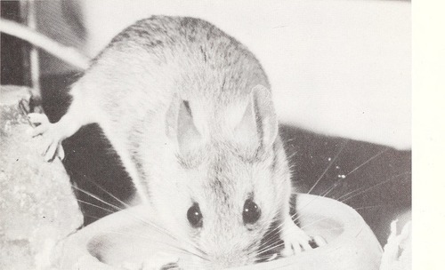 Eastern Broad-toothed Field Mouse