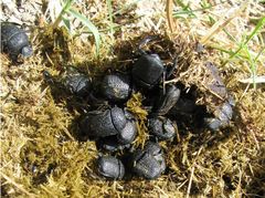 Gymnopleurus flagellatus