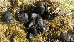 Gymnopleurus flagellatus