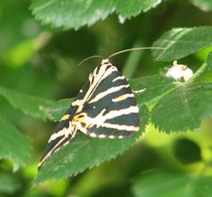 Euplagia splendidior