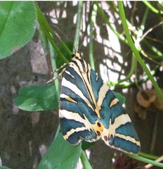 Euplagia splendidior