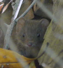 Antechinus stuartii
