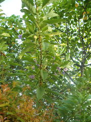 Eriolarynx australis