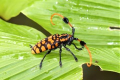 Aristobia approximator