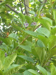 Eriolarynx australis