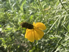 Ratibida columnifera