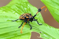 Aristobia approximator