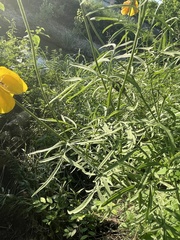 Ratibida columnifera