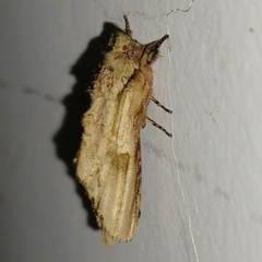 Oligocentria clarita