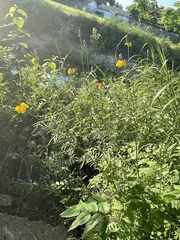 Ratibida columnifera