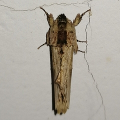 Oligocentria clarita