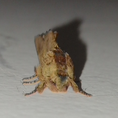Oligocentria clarita