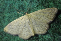 Scopula virgulata