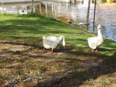 Anser cygnoides domesticus