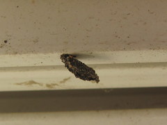 Dahlica triquetrella