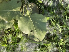 Populus deltoides