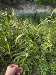 Sorghum halepense