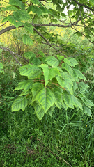 Acer