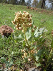 Asclepias contrayerba