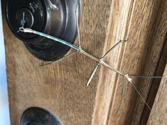 Diapheromera femorata