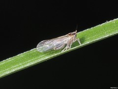 Muellerianella laminalis