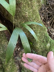 Linospadix monostachyus