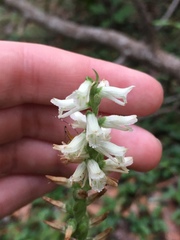 Spiranthes sylvatica