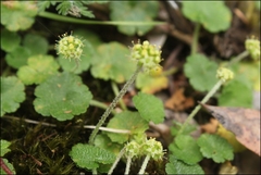 Hydrocotyle algida
