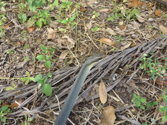 Coluber constrictor paludicola