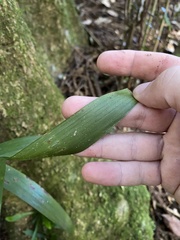 Linospadix monostachyus