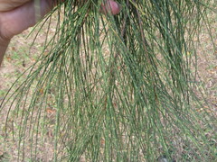 Casuarina cunninghamiana